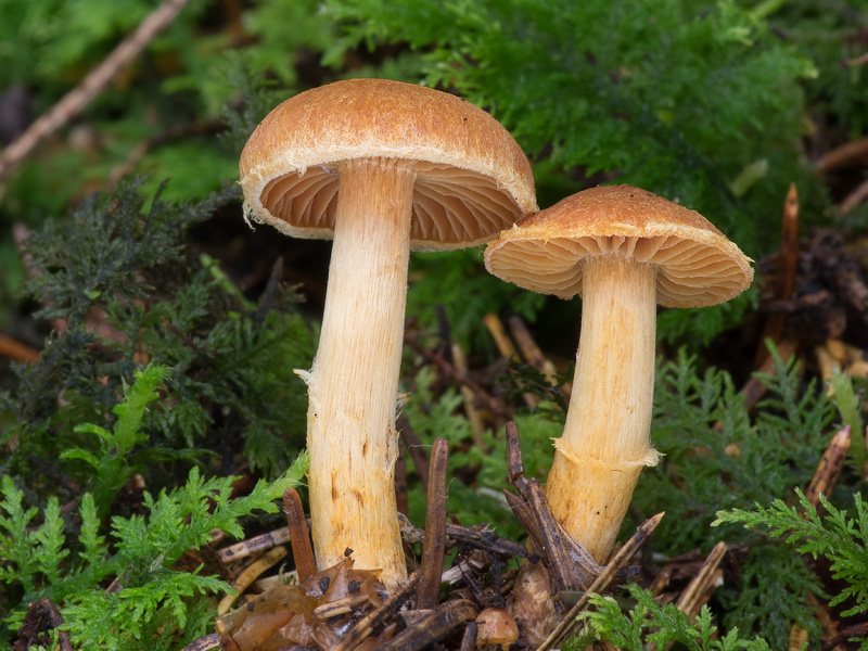 Cortinarius gentilis